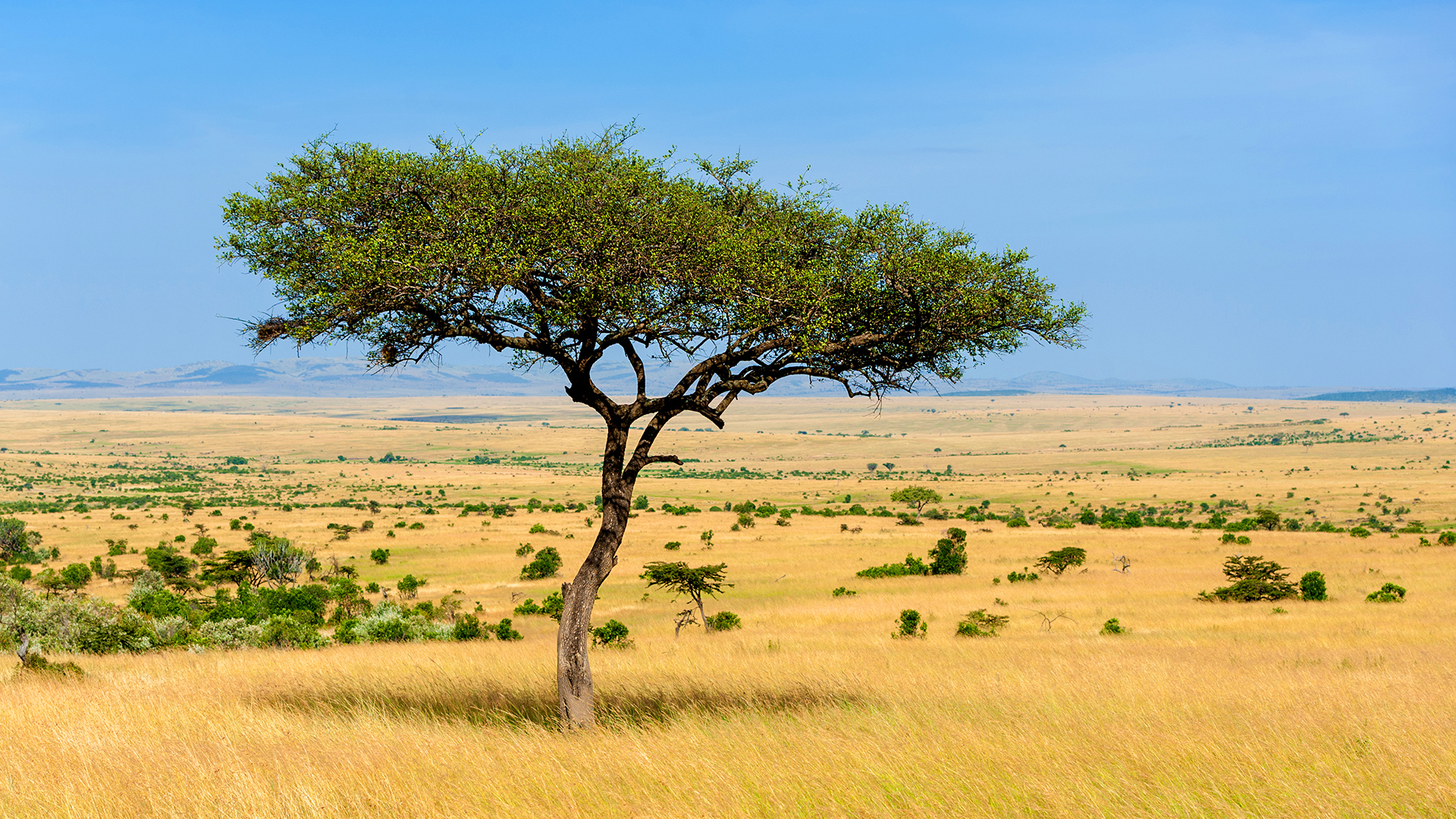 Landscape with nobody tree in Africa – Tarberlo Adventure Rentals